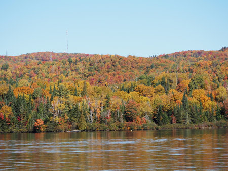 Autumn forest on the bank of the river. Colorful foliage on the banks of the river.の写真素材