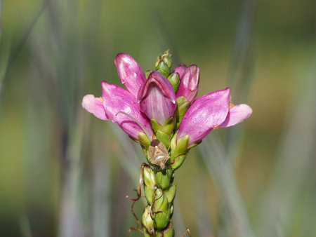 Close up of a pink flowerの写真素材