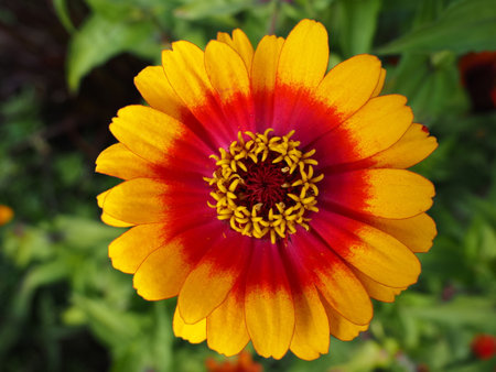 Zinnia elegans is a genus of flowering plants in the sunflower family Asteraceae.の写真素材