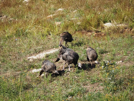 Eurasian Vulture (Vulpes cinerea)の写真素材