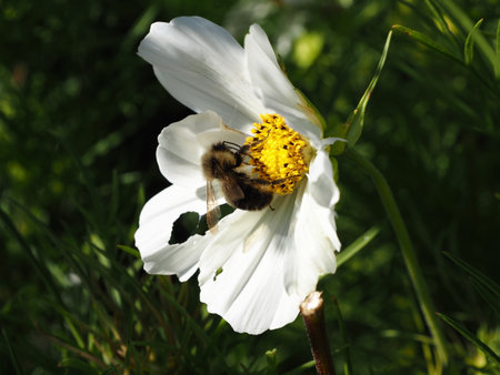 bee on a white flower in the garden, closeup of photoの写真素材