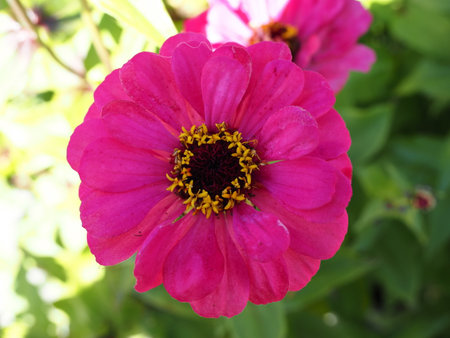 Zinnia elegans is a genus of flowering plants in the sunflower family Asteraceae.の写真素材