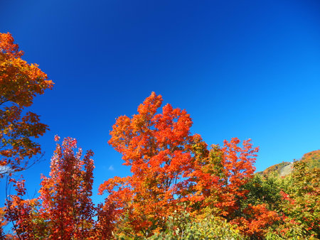 Colorful autumn trees with blue sky background, closeup of photoの写真素材