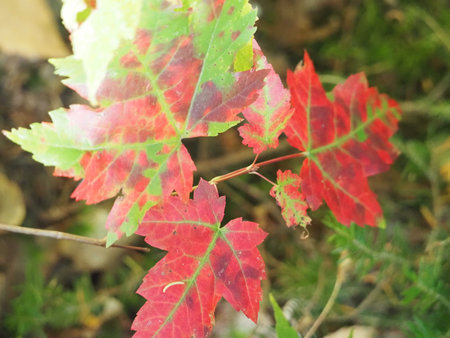 Maple leaves in autumn colors, close-up, selective focusの写真素材