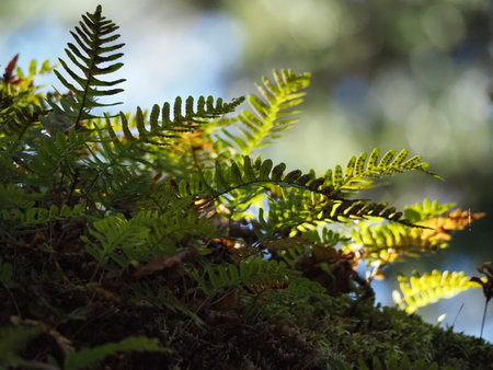Fern leaves in the forest, shallow depth of sharpness.の写真素材