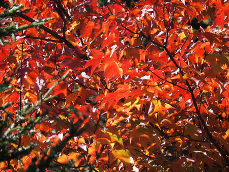 Maple leaves in the autumn forest, close-up. Natural backgroundの写真素材