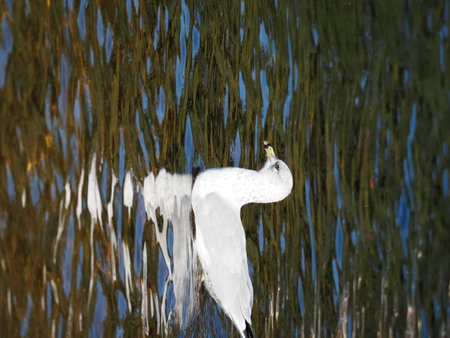 White bird in the water with reflection of trees and sky.の写真素材