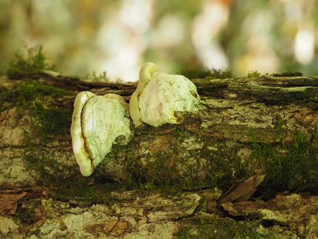 Mushrooms growing on a tree in the forest. Selective focus.の写真素材