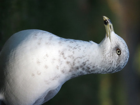 Ring-billed Gull - Larus delawarensisの写真素材