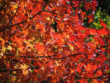 Red and yellow leaves on a tree in the autumn forest. Natural background
