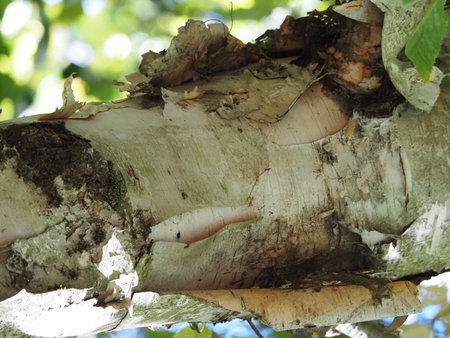 Bark of a tree in the forest, close-up.の写真素材