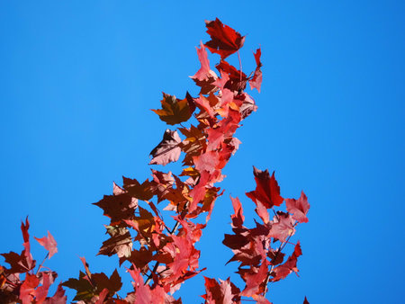 Autumn maple leaves against the blue sky, closeup of photo