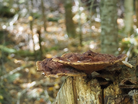 Mushroom on a tree stump in the autumn forest, close upの写真素材