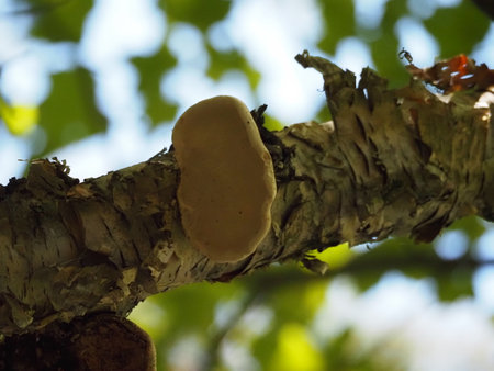 Mushroom growing on a tree in the forest, close-upの写真素材