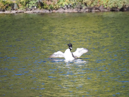 A duck swimming in a lake.の写真素材