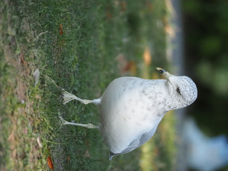 Ring-billed Gull (Larus cristatus)の写真素材
