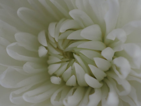 White chrysanthemum flower close up. Macro photography.の写真素材
