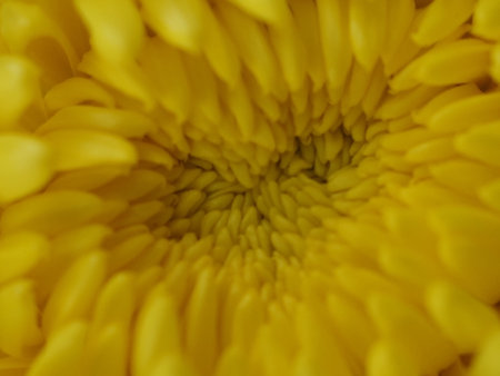 Close up of yellow chrysanthemum flower. Macro.の写真素材