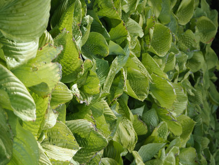 Green leaves of a hosta plant in the garden, close-upの写真素材