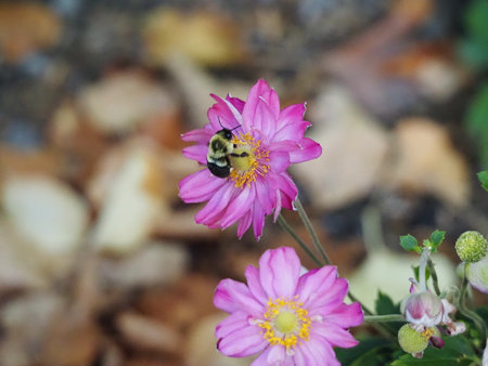 Bee on a pink flower in the garden, closeup of photoの写真素材