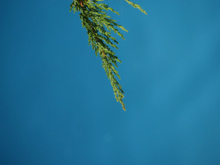 Green branch of thuja on a blue background, closeupの写真素材