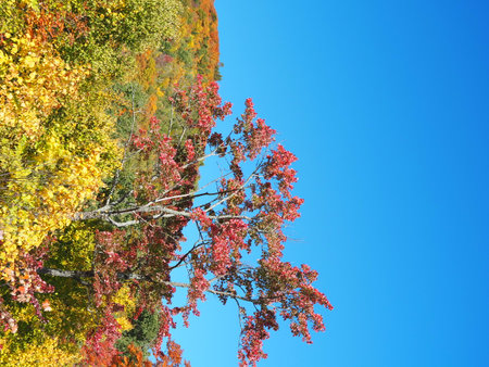 Colorful autumn leaves against blue sky.  Autumn season.の写真素材