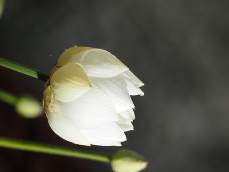 White lotus flower on black background, closeup of photo.の写真素材