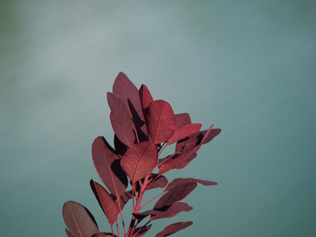 purple leaves on a green background with space for text, close upの写真素材