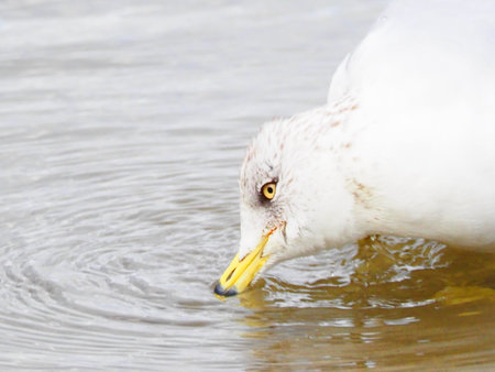 Seagull in the water, close-up of the headの写真素材