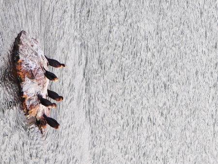 Frozen fish on a wooden background. Close-up.の写真素材