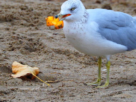 Seagull on the beach with a piece of bread in its beakの写真素材