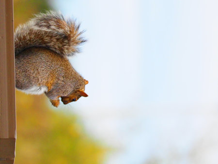 Squirrel on the window, closeup of photo with copy spaceの写真素材
