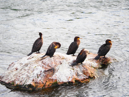 Cormorants on a rock in the water of the lakeの写真素材