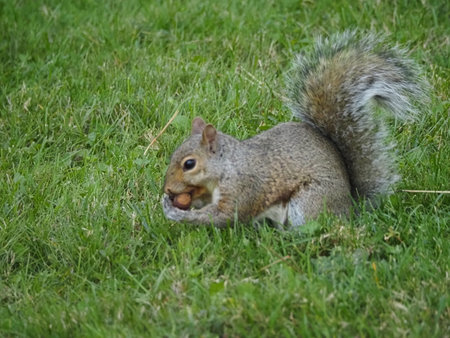 Squirrel on the green grass in the park, close-up