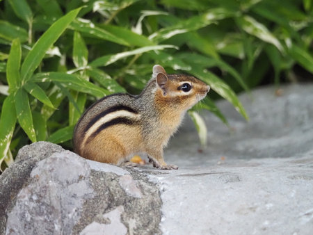 Chipmunk sitting on a rock in Maryland during the summer monthsのeditorial素材