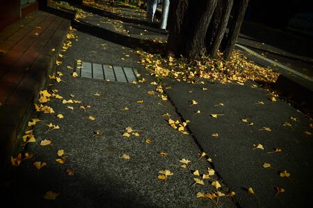 Yellow ginkgo on streetの写真素材