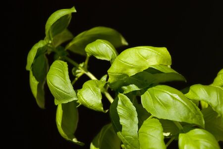 Basil with black background