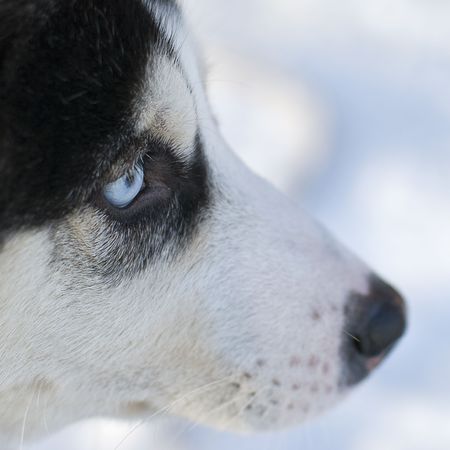 Huskey