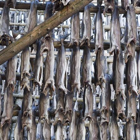 Several fish hung to dryの写真素材