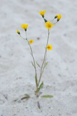 Flower at beachの写真素材