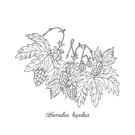 Hops, lupolo, bear ingredient. Sketch. Hand drawn vector illustration. Lettering in latinのイラスト素材