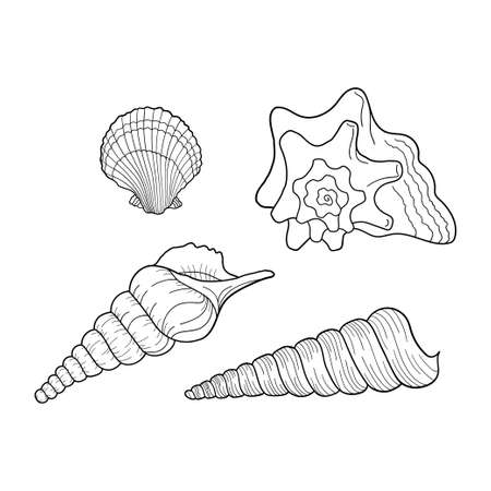 Seashells vector set. Marine set. Collection of shells different forms. Hand-drawn illustrations of engraved line. Design element for invitations, greeting cards, posters, banners, flyers and more.のイラスト素材