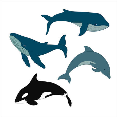 Set of vector whales and dolphins. Vector illustration of marine mammals, such as blue whale, humpback whale, dolphin and killer whale.のイラスト素材