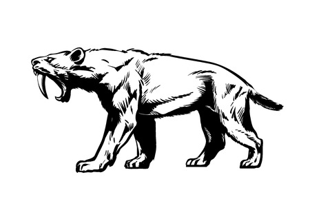 Saber toothed tiger. Smilodon. Saber-toothed cat. Hand drawn sketch style vector illustration isolated on white background.のイラスト素材