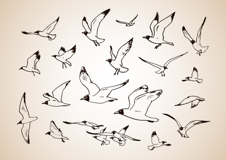 Sketch of flying seagulls. Set of silhouettes of seagulls isolated on light background. Hand drawn vector illustration.のイラスト素材