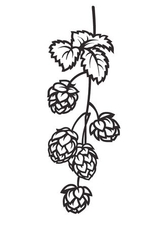 Branch of hops. Hop cones with leaf icon. Hand drawn vector illustration on white background.のイラスト素材