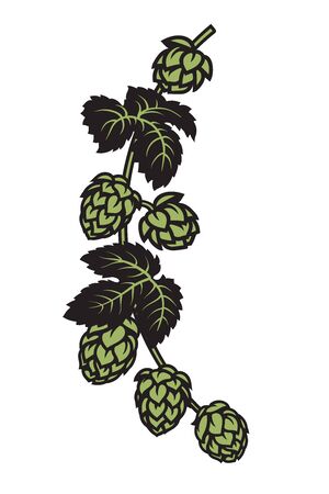 Branch of hops with leaves and cones. Design elements for brewery, beer festival, bar, pub decoration. Hand drawn vector illustration on white backgraund.のイラスト素材