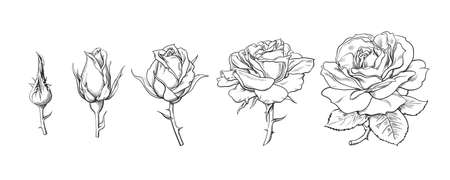 Rose flowers set. Stages of rose blooming from closed bud to fully open flower. Hand drawn sketch style vector illustration isolated on white backgroundのイラスト素材