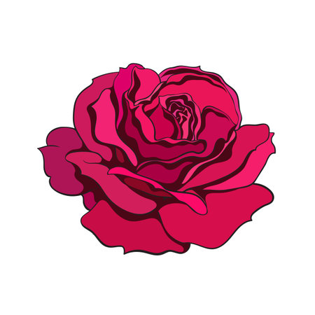 Red rose flower fully open. Design element tattoo, greeting cards, flower shops. Realistic hand drawn vector illustration.のイラスト素材