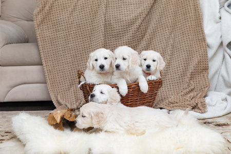 Adorable Golden Retriever puppies in wicker basket at homeの写真素材
